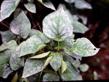 سفیدك سطحی سیب و گلابی